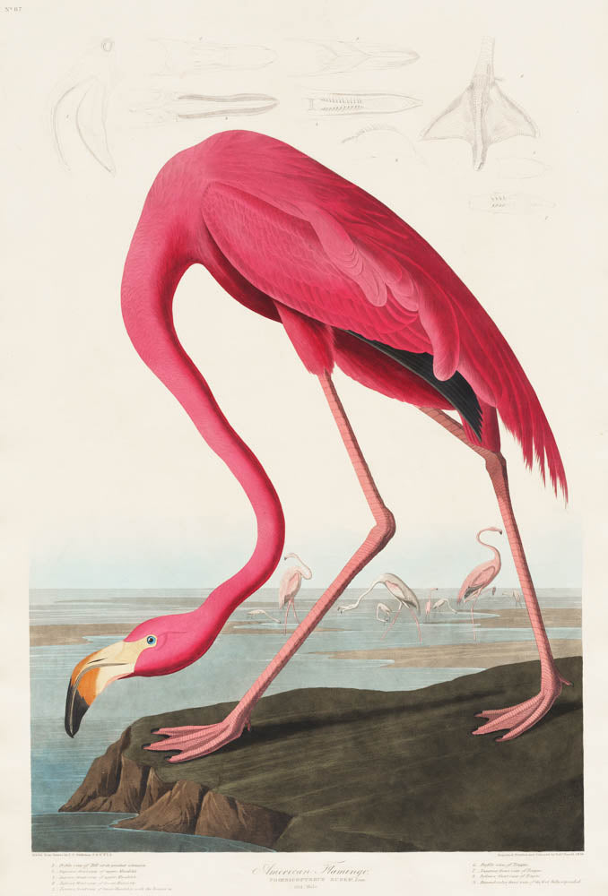 Graceful Flamingo Elegance