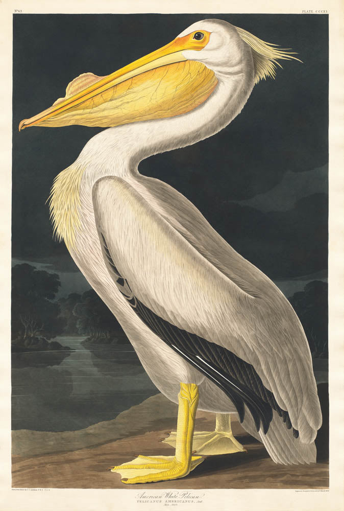 Regal Pelican Portrait
