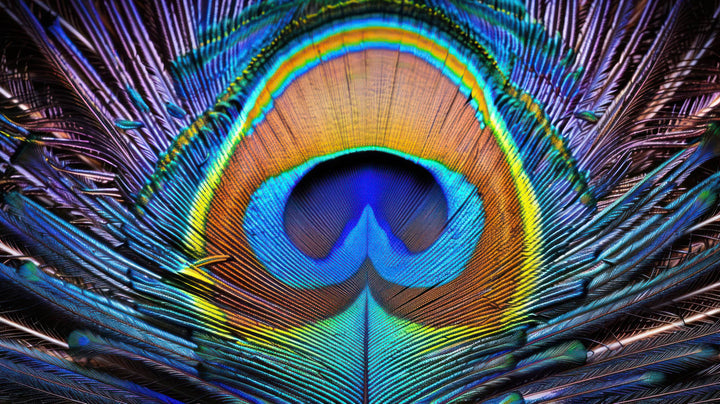 Vibrant Peacock Feather