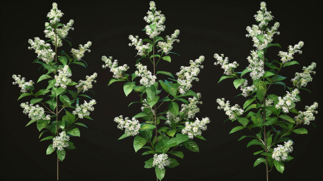 Blooming Branches