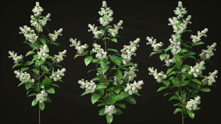 Blooming Branches