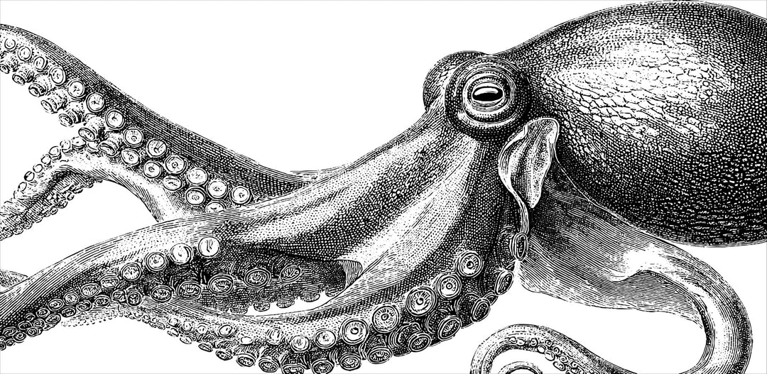 Vintage Octopus Engraving