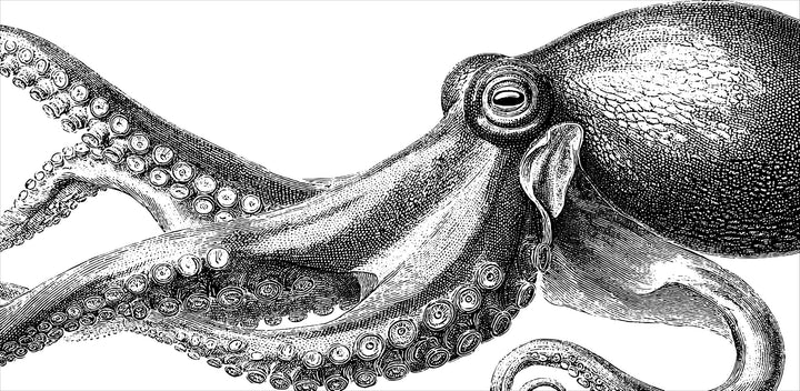 Vintage Octopus Engraving